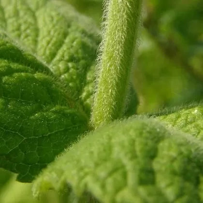 Ябълкова Мента (Mentha suaveolens) - 500 бр. семена