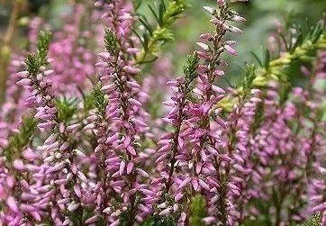 Семена от Обикновена Калуна (Calluna vulgaris) за 500 растения