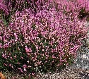 Семена от Обикновена Калуна (Calluna vulgaris) за 500 растения