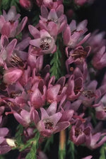 Семена от Обикновена Калуна (Calluna vulgaris) за 500 растения