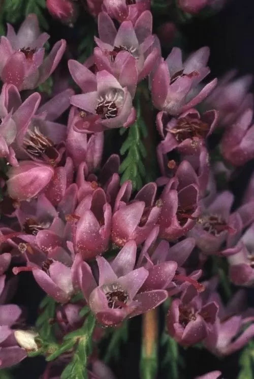 Семена от Обикновена Калуна (Calluna vulgaris) за 500 растения