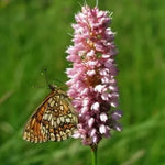 Bistorta comună (Bistorta officinalis) - 0.3 g semințe
