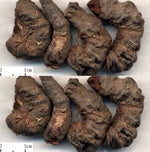 Bistorta comună (Bistorta officinalis) - 0.3 g semințe