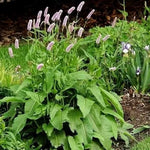 Bistorta comună (Bistorta officinalis) - 0.3 g semințe