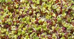 Semințe de ridichi soiul "China Rose" (China Rose Radish) 300 g