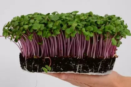 Semințe de ridichi soiul "China Rose" (China Rose Radish) 300 g