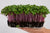 Semințe de ridichi soiul "China Rose" (China Rose Radish) 300 g