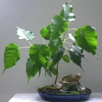 Свещен Фикус (Ficus religiosa) - 2 гр. семена