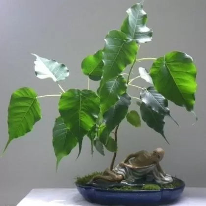 Свещен Фикус (Ficus religiosa) - 2 гр. семена