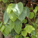 Свещен Фикус (Ficus religiosa) - 2 гр. семена