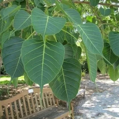Свещен Фикус (Ficus religiosa) - 2 гр. семена