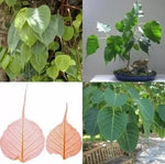 Свещен Фикус (Ficus religiosa) - 2 гр. семена