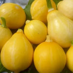 Dovlecei soiul "Lemon" (Lemon) - 10 semințe