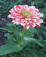 Zinnia Elegans 'Zebra Mix' - 300 Seeds (±) / 3 g
