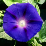 Ipomoea purpurea (Ipomoea purpurea) - 60 buc. / 2 g semințe