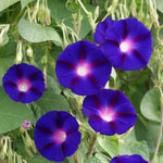 Ipomoea purpurea (Ipomoea purpurea) - 60 buc. / 2 g semințe