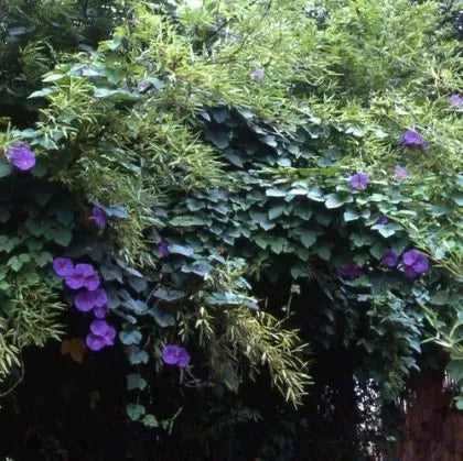 Ipomoea purpurea (Ipomoea purpurea) - 60 buc. / 2 g semințe