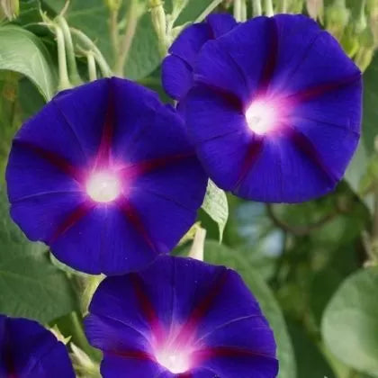 Пурпурна Ипомея (Ipomoea purpurea) - 60 бр. / 2 гр. семена