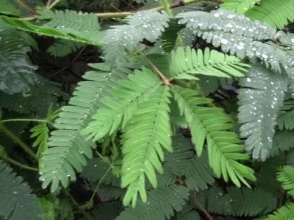 Срамежлива Мимоза (Mimosa Pudica) - 450 бр. (±) семена