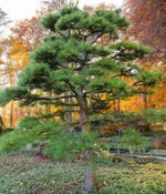 Pin negru japonez (Pinus thunbergii) - 50 buc. (±) / 1,5 g semințe