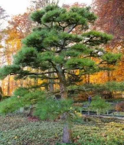 Pin negru japonez (Pinus thunbergii) - 50 buc. (±) / 1,5 g semințe