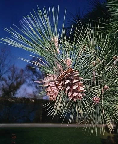 Pin negru japonez (Pinus thunbergii) - 50 buc. (±) / 1,5 g semințe