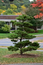 Pin negru japonez (Pinus thunbergii) - 50 buc. (±) / 1,5 g semințe