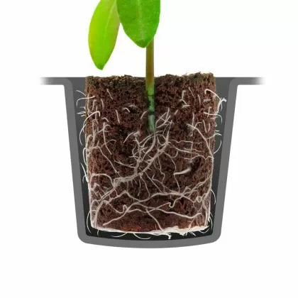 Dopuri/cuburi pentru înrădăcinare și răsaduri ROOT!T - 60 buc.