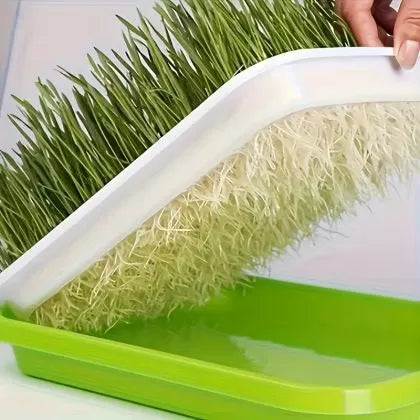 🌱 Set de tăvi pentru germinarea microplantelor, cu plasă și capac, dimensiuni 24/32 cm