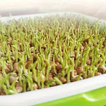 🌱 Set de tăvi pentru germinarea microplantelor, cu plasă și capac, dimensiuni 24/32 cm