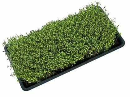 Garland Micro Greens Growing Tray With Holes – tavă perforată pentru microplante, 56 x 28 x 3 cm