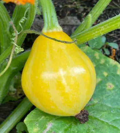 Dovlecei soiul "Lemon" (Lemon) - 10 semințe