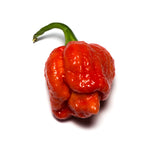 Trinidad Scorpion Moruga Blend (Trinidad Scorpion Moruga Blend) - 5 adet tohum