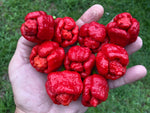 Trinidad Scorpion Moruga Blend (Trinidad Scorpion Moruga Blend) - 5 adet tohum