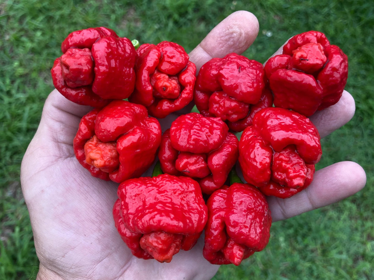 Trinidad Scorpion Moruga Blend (Trinidad Scorpion Moruga Blend) - 5 adet tohum