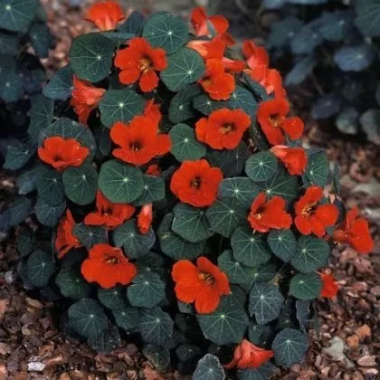 Латинка (Tropaeolum nanum) сорт "Императрицата на Индия" - 40 бр. / 5 гр. семена
