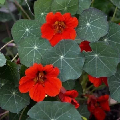 Латинка (Tropaeolum nanum) сорт "Императрицата на Индия" - 40 бр. / 5 гр. семена