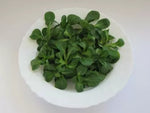 Verte de Cambrai Corn Salad (Valerianella locusta) Seeds - 25 g