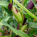 Strawberry popcorn corn (Strawberry Red) - 50 pcs (±) / 5g seeds