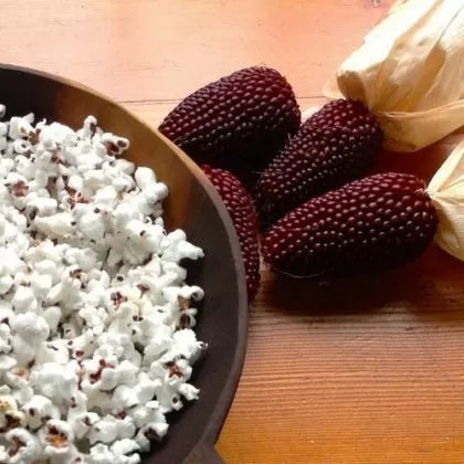 Porumb pentru floricele Strawberry Red - 50 buc. (±) / 5 g semințe