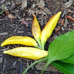 Yellow Bouquet CGN 22181 - 15 pcs seeds
