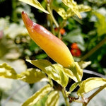 Yellow Bouquet CGN 22181 - 15 pcs seeds