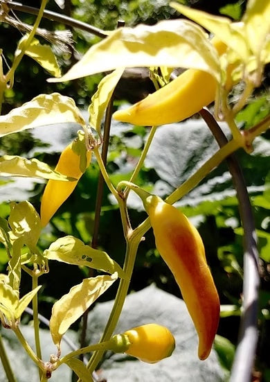Yellow Bouquet CGN 22181 - 15 pcs seeds