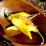 Yellow Bouquet CGN 22181 - 15 pcs seeds