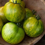 Green Zebra - tomate - 25 buc. semințe