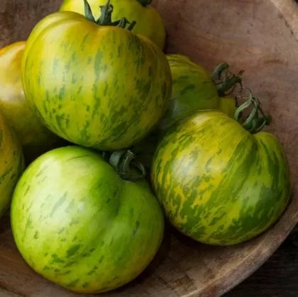 Green Zebra - tomate - 25 buc. semințe