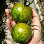 Green Zebra - tomate - 25 buc. semințe