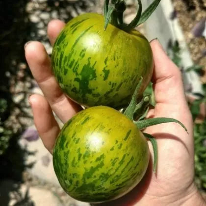 Green Zebra - tomate - 25 buc. semințe