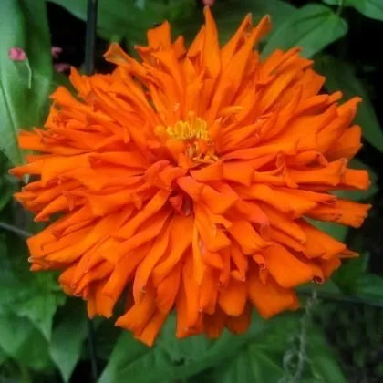 Zinnia elegans soiul "Portocaliu aztec" - 300 buc. / 3 g semințe