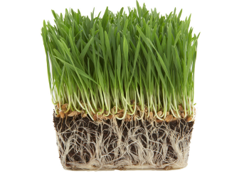 Everything you need to know to maintain a healthy plant root system